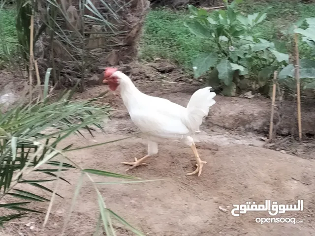 دجاج عرب للبيع