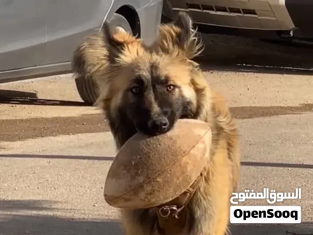 جرو جيرمن شيبرد لونج هير لون فاتح قناع اسود ماخذ كل مطاعيمو وموجود دفتر المطاعيم وماخذ حب دود