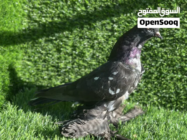 لا قوة الا بالله ذكر مبروص