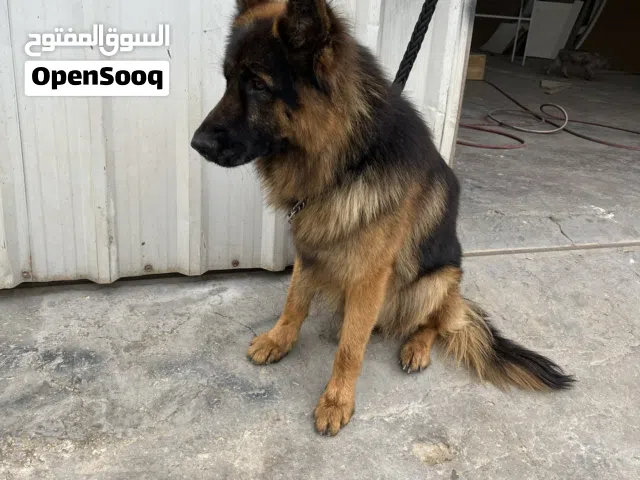 كلب جيرمان شبرد ورك لاين ذكر الموقع الفحيص