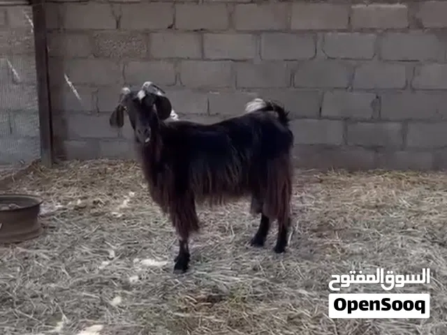 شاه حلال بني سعيد وحليب وافر