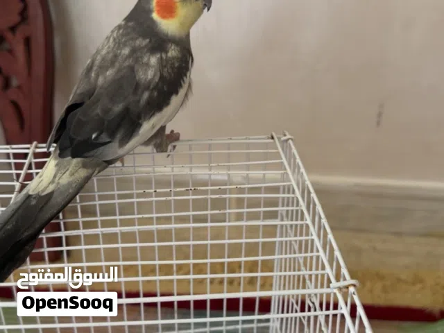 طائل الكوكتيل الجميل مع القفص