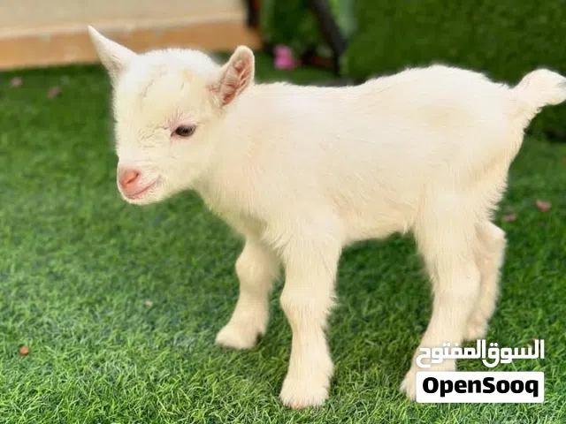 ماعز قزم مستوى عالي بحصة جيدة عمر اسبوع