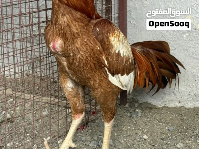 ديك باكستاني