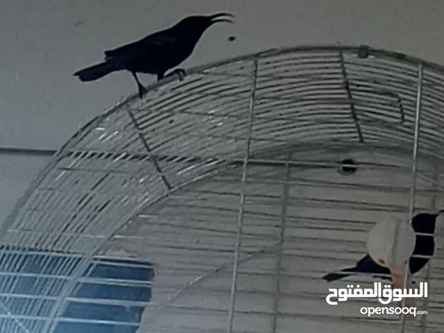 عصفور الطنان