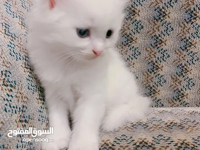 قط شيراز الوصف