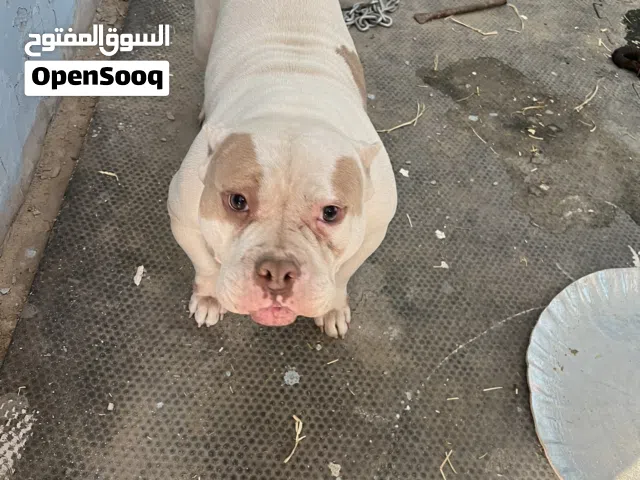 نتيتين للبيع