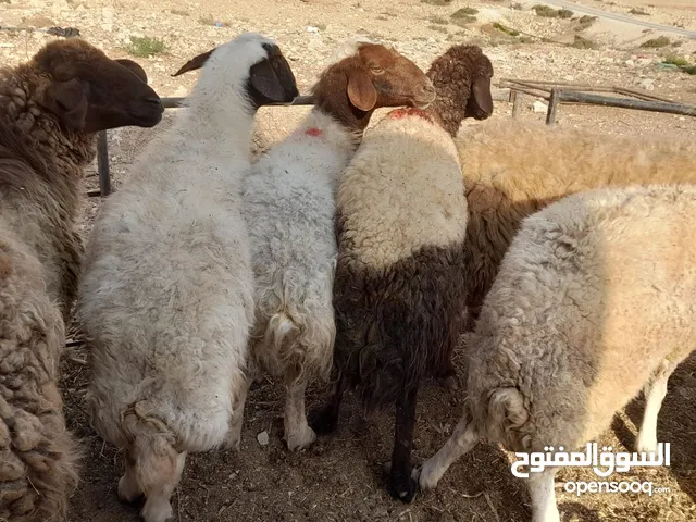 نبدأبصلاة عل رسول الله يوجد لدينا جميع انواع الذبائح بلدية- خرفان - اكباش_اغنام_ اوزان من 40ولغاية