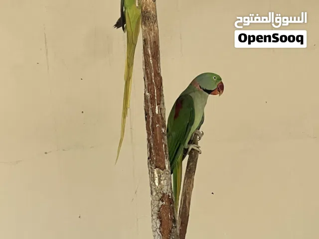 زوج نيبالي للبيع