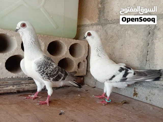 6 جواز مشكلات بصلاه ع النبي اقرا الوصف