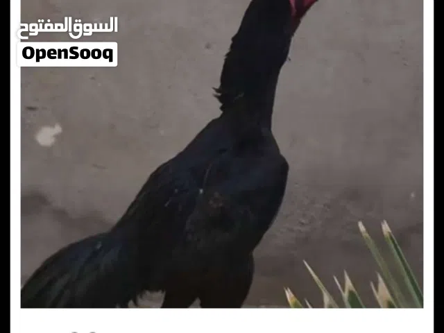مطلوب ديج نفس هذه وبسعر مناسب العده يتواصل وياي مكاني بصره ابو الخصيب