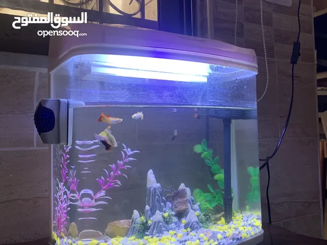 حوض سمك اجنبي صغير للبيع