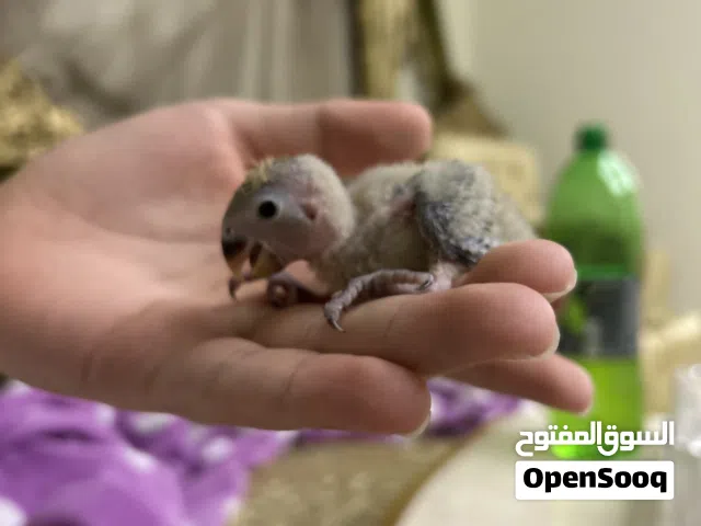 فرخ روز حاله جيده