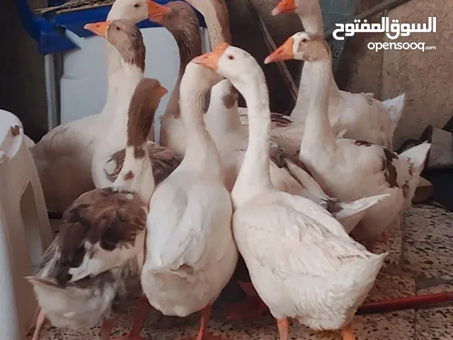 بط 2فحل 9نثاية