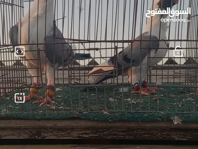جوز فراخ اسطنابله زرق وفرخ اسطنبولي احمر حبكين موجودات في الهاشمي الجنوبي