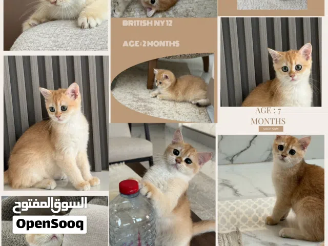 British short hair NY12