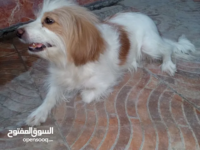 لولو فوكس انثى