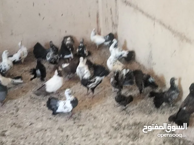 حمام هزاز للبيع