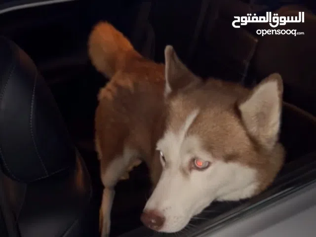 هاسكي سيبيري