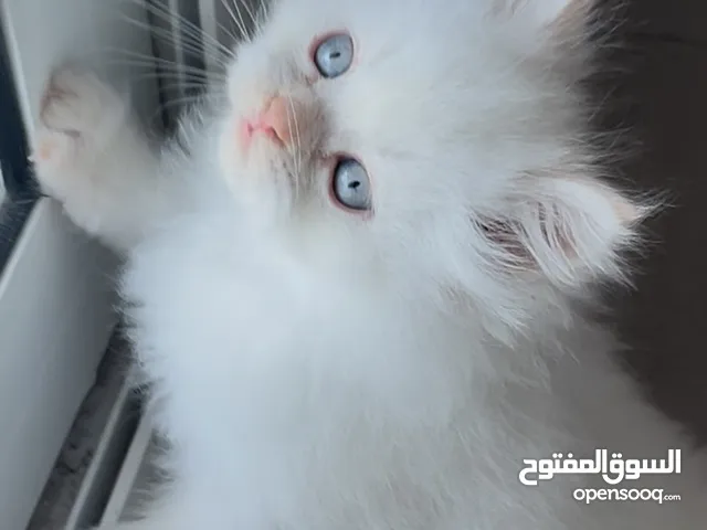 قط ذكر هيمالايا العمر 56