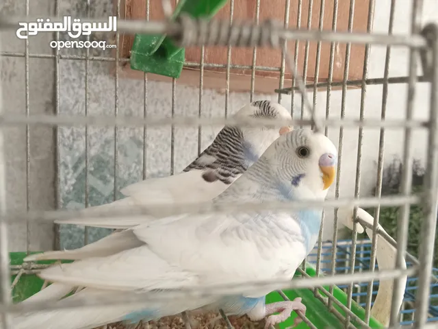 بقلينو للبيع.