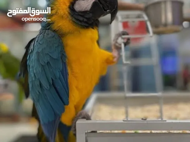 مطلوب اي بغبغاء للتبني