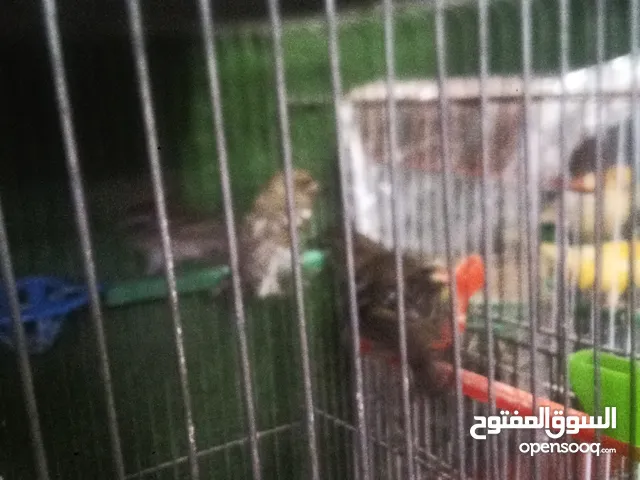 خمس حبات حسون اضالم للبيع او البدل