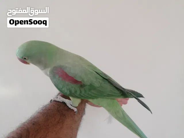 بغبغاء أنثى نيبالي شبه أليفه تنطق بعض الكلمات