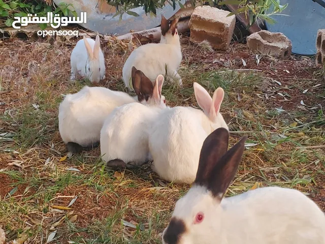 6 ارنب للبيع
