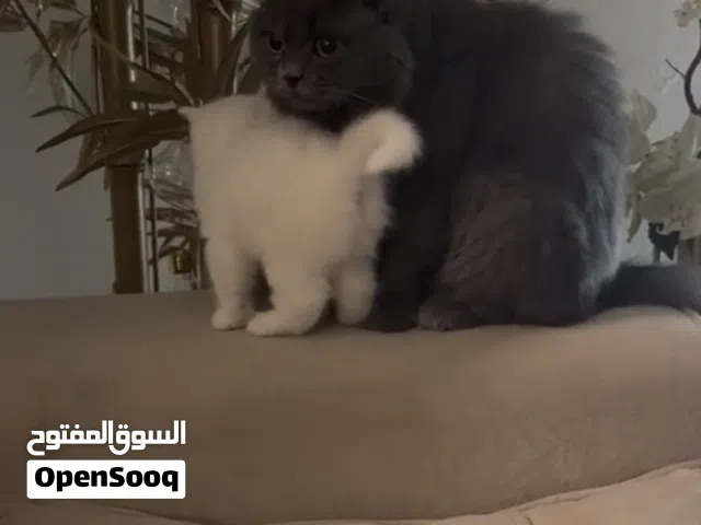 ام مع صغارها قطط