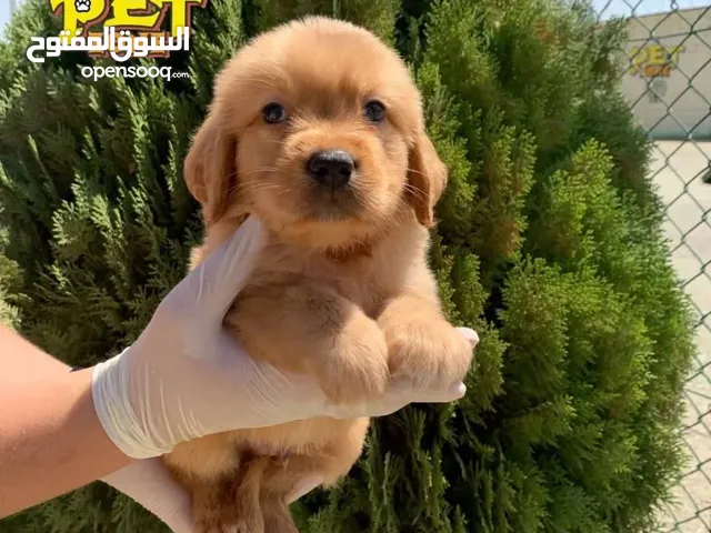 جراء جولدن مستوى عالي