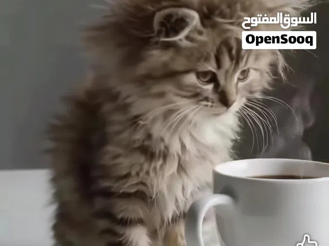 أريد قطة للتبني انثي شيرازي وصغيرة للتبني او بسعر رمزي