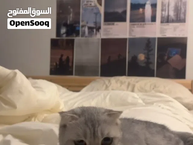 قطه شكوتش فولد  شوف الوصف