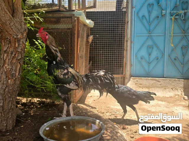 زوج دجاج باكستاني