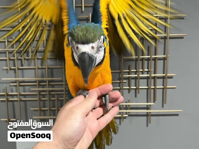 Hand-Raised Blue and Gold Macaw Babies for Sale: Tamed & Talking Delivery in Saudi Arabia and Kuwait