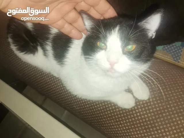 قط حنين جدا للتبني مجانا