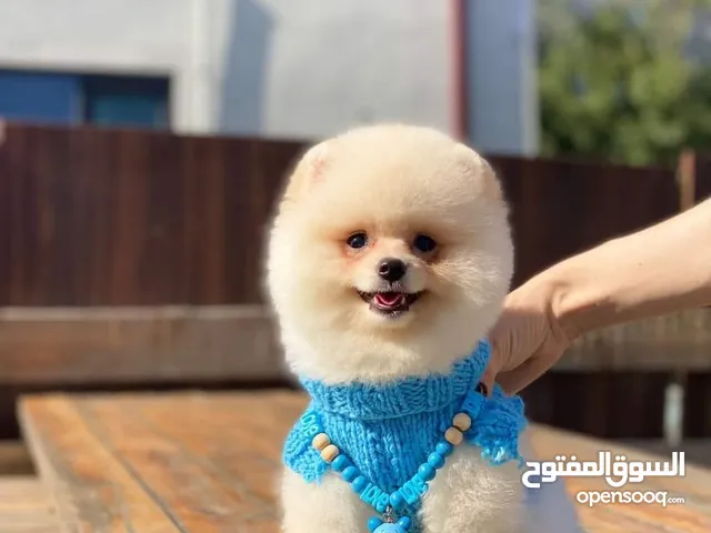 تدريب كلاب