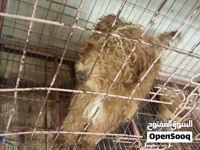 ماخذ جميع المطاعيم