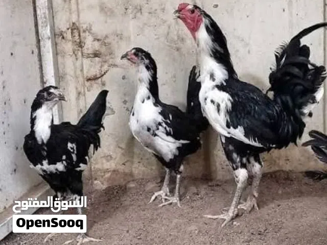 بوطاني اصلي