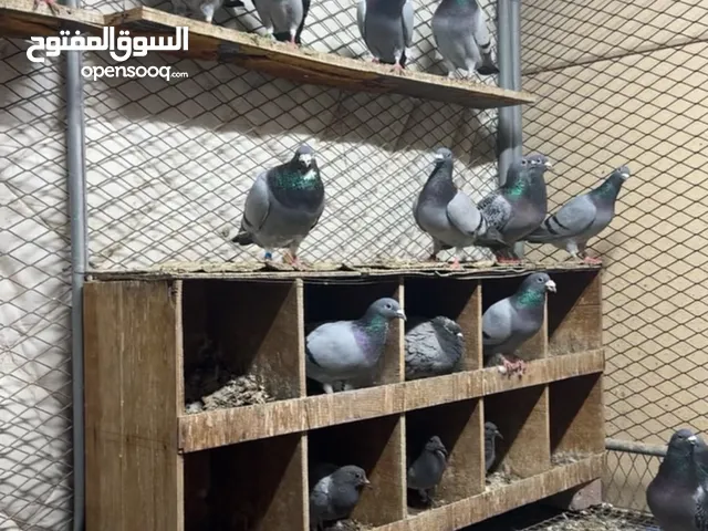حمام زاجل سباقات