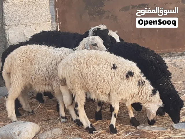 كباشة وحملات ماشاء الله