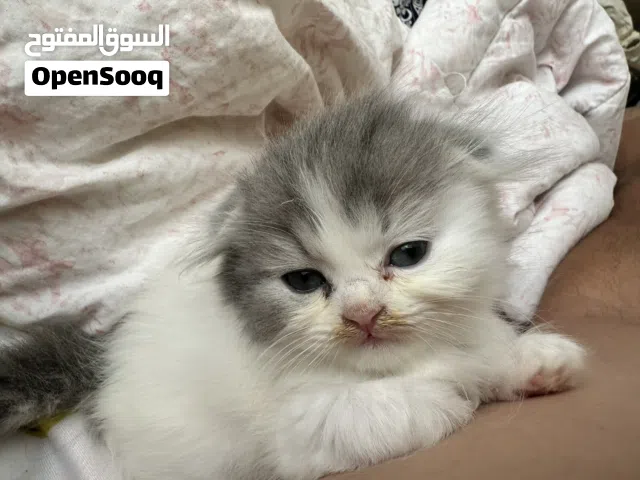 قطاط سكتش فولد