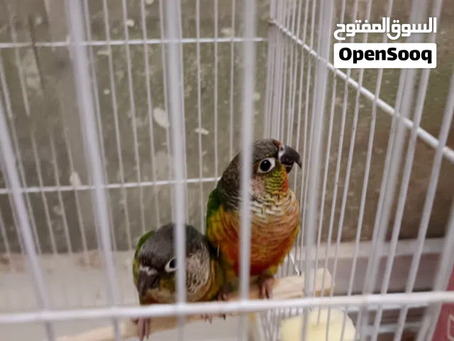 طيور كنيور الإنتاج زوج وحشي قابل للترويض السعر125 ألف عراقي