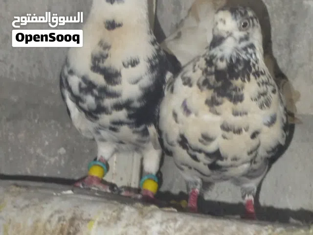 جوز زرازير شغلات بدهن يبيضن. في مجال للمفاوضة