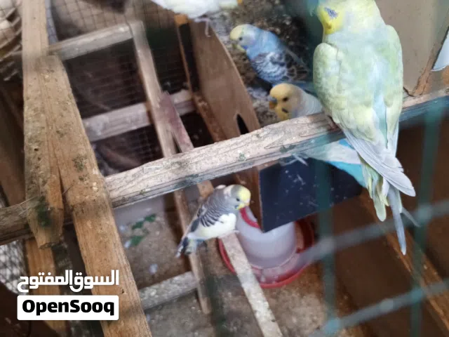 طيور الحب زوج ب 15 عدد 6