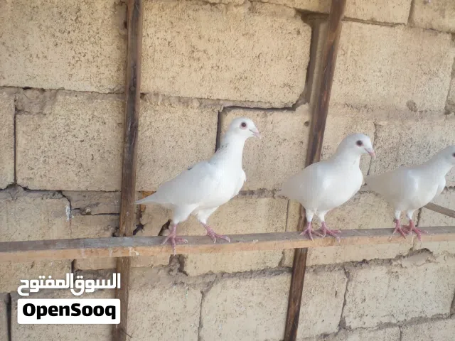 زواجل للبيع زوج امايات