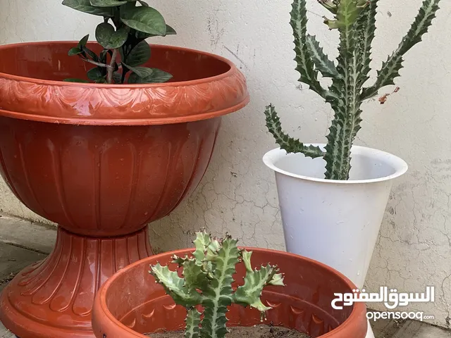 للبيع شتلات الألوفيرا أو الصبار