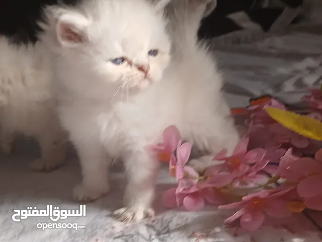 قطط راغدول بيور مع بوكس اغراض هدية الدببة الصغيرة جاهزة عمر 45يوم الشارقة