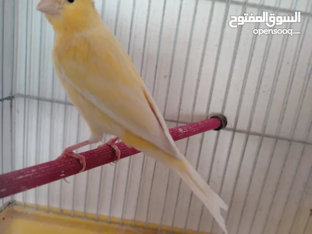 مطلوب طيور كناري او حب شروات غرف بسعر مناسب