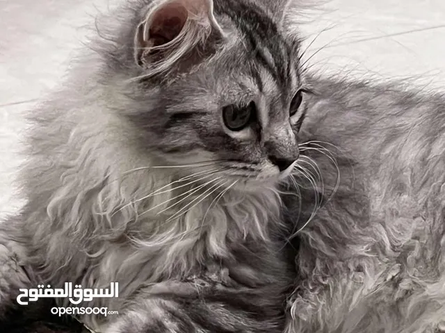 قطه للبيع شيرزايه العمر 4شهور فقط